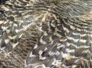 Guess_the_bird.jpg