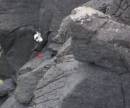 Guillemot_Tip_toes.jpg