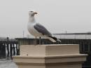 Gull6.jpg