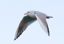 Gull7.jpg
