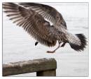 GullLanding_copy.jpg