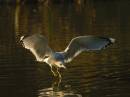 GullTouchdown.jpg