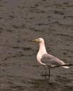 Gull_-0004.jpg
