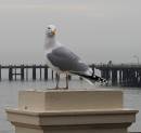 Gull_21.jpg