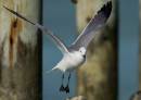 Gull_at_Jaws_dock_Nassau_BS_ALP_09.jpg