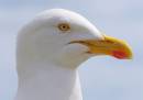 Gull_head_2.jpg