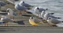 Gull_swallows_light_bulb.jpg