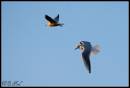 Gulls1.jpg