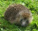 HEDGEHOG_23.jpg