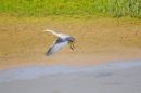 HERON_3.jpg