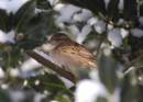 HOUSE_SPARROW_2.jpg