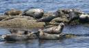 HarbourSeals_3227.jpg