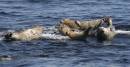 HarbourSeals_3231.jpg