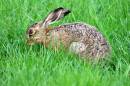 Hare_5.jpg