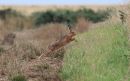 Hare_Lepus_4-8-2019.jpg