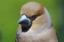Hawfinch_2579s.jpg