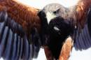 Hawk_captive_.jpg