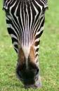 HeadZebra.jpg