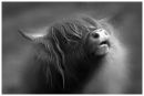 Heeland_Coo.jpg