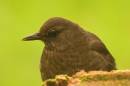 Hen-Blackbird_small.jpg
