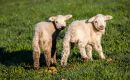 Herdwick_Lambs.jpg