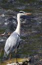 Heron-2_Sept_18.jpg