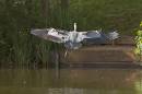 Heron-Flight.jpg