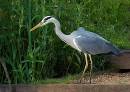 Heron-Lakeside.jpg