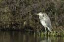 Heron-Long-Shot.jpg