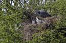 Heron-Nesting.jpg