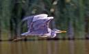 Heron-in-flight-12-June.jpg