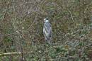 Heron-in-the-park.jpg