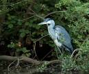 Heron.jpg