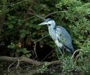 /gallery/data/501/thumbs/Heron.jpg