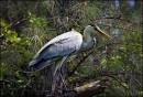Heron1.jpg