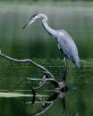 Heron2.jpg
