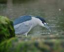 Heron4.jpg