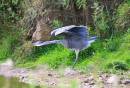 Heron5.jpg