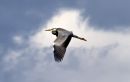 Heron7.jpg