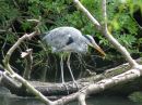 Heron8.jpg