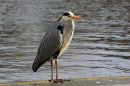 Heron9.jpg