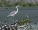 Heron_2.jpg