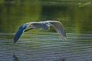 Heron_22.jpg