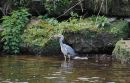 Heron_31.jpg