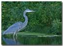 Heron_3A.jpg