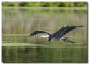 Heron_6_DS.jpg