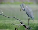 Heron_8-2-07_3.jpg