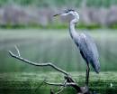 Heron_8-2-07_no_2.jpg