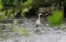Heron_Ardeidae_11-5-2018.jpg