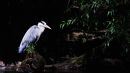 Heron_July_16.jpg
